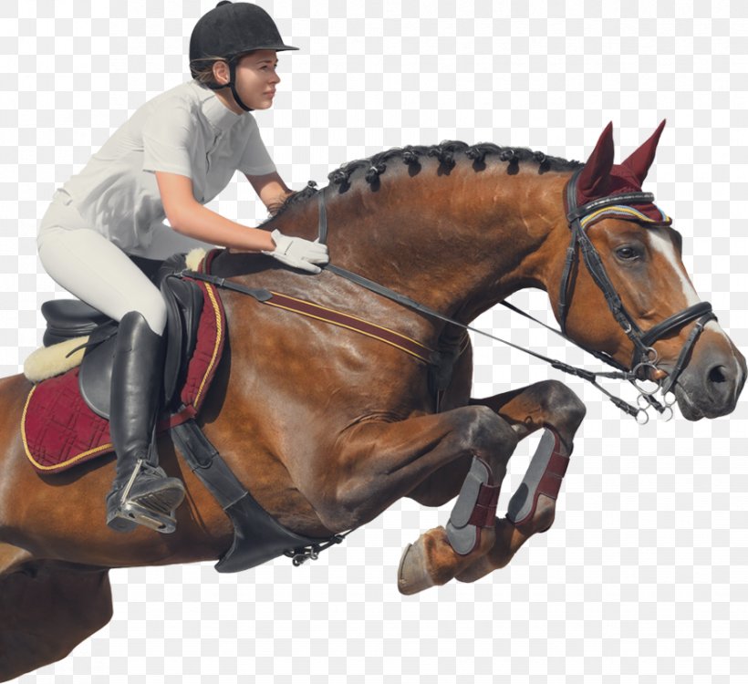 Horse Equestrian Show Jumping Royalty-free, PNG, 878x804px, Horse, Bit, Bridle, Canter And Gallop, Collection Download Free