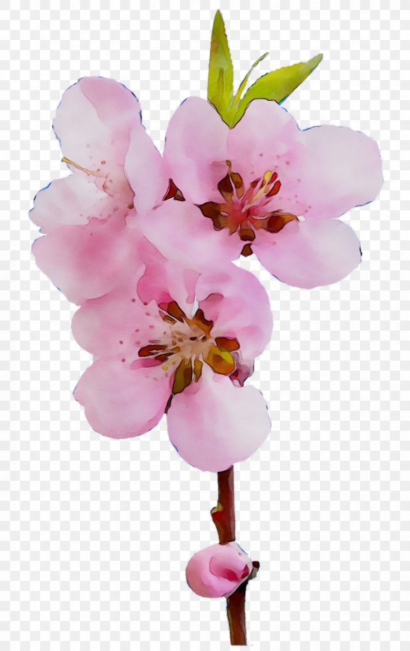 Moth Orchids ST.AU.150 MIN.V.UNC.NR AD Cherry Blossom, PNG, 844x1339px, Moth Orchids, Blossom, Branch, Cherries, Cherry Blossom Download Free