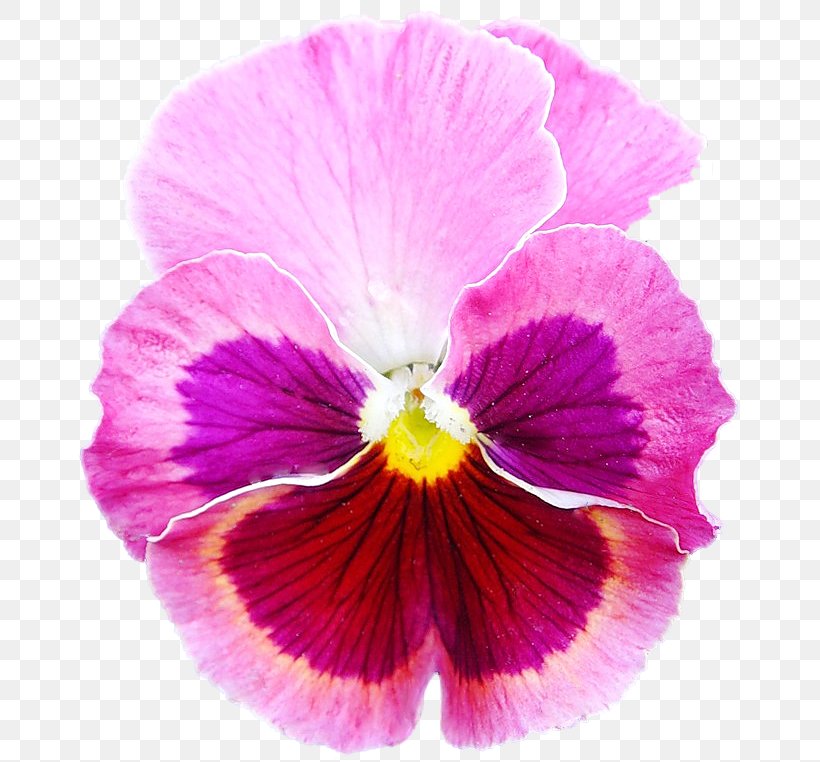 Pansy Annual Plant Flower Petal Euclidean Vector, PNG, 674x762px, Pansy, Annual Plant, Close Up, Closeup, Flower Download Free
