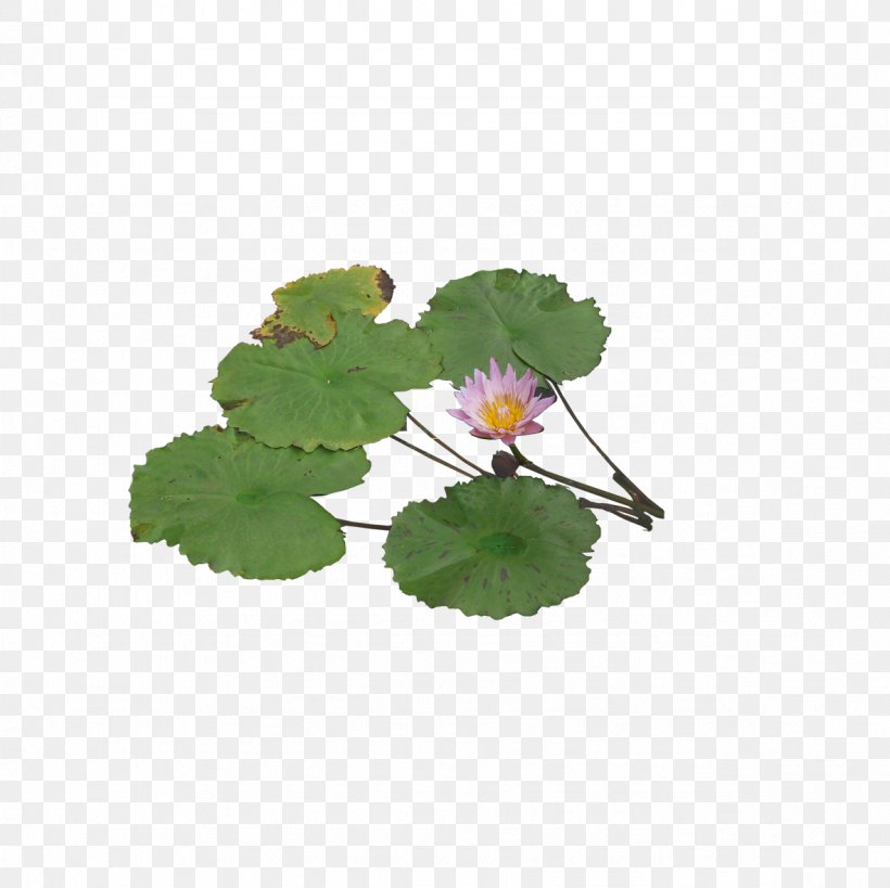 Pygmy Water-lily Aquatic Plant Computer File, PNG, 1181x1181px, Pygmy Waterlily, Annual Plant, Aquatic Plant, Flower, Flowerpot Download Free