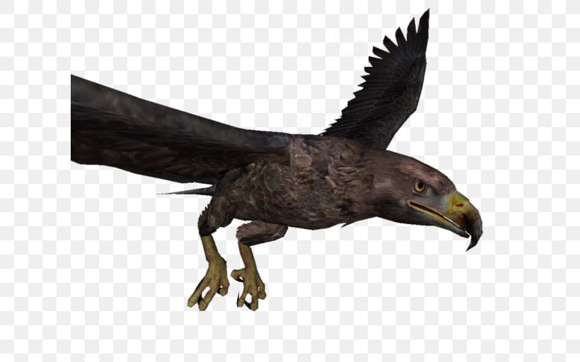 Total War: Warhammer Golden Eagle Warhammer Fantasy Battle Vulture, PNG, 620x512px, Total War Warhammer, Accipitriformes, Beak, Bird, Bird Of Prey Download Free