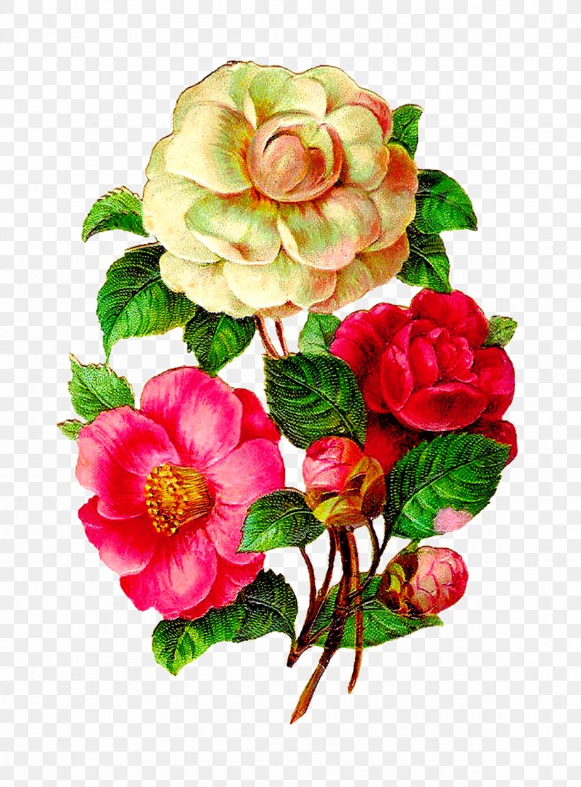 Flower Floral Design Clip Art, PNG, 1181x1600px, Flower, Annual Plant, Antique, Artificial Flower, Begonia Download Free