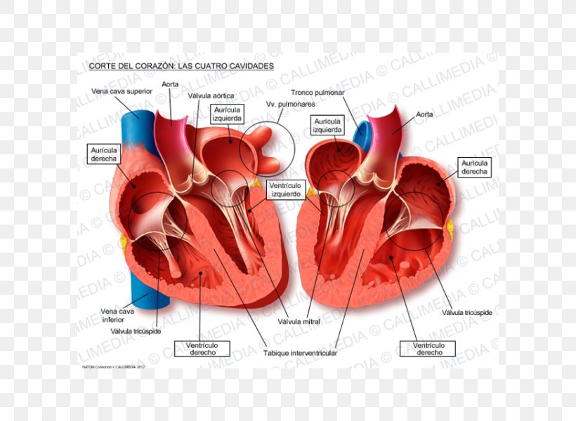 Heart Anatomy Thoracic Cavity Physiology Circulatory System, PNG, 600x600px, Watercolor, Cartoon, Flower, Frame, Heart Download Free