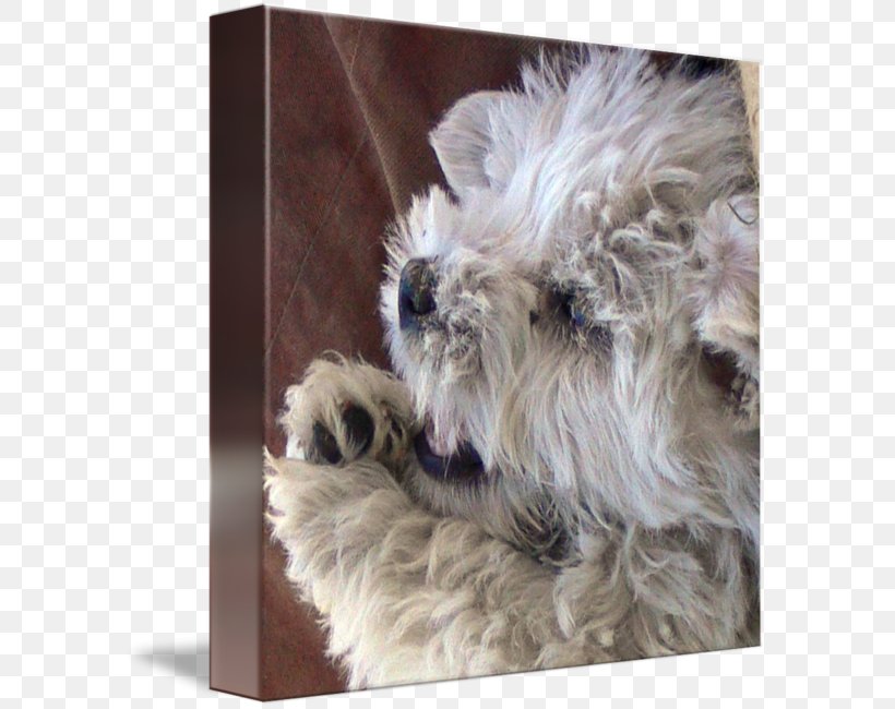 Miniature Schnauzer Glen West Highland White Terrier Cairn Terrier Soft-coated Wheaten Terrier, PNG, 589x650px, Miniature Schnauzer, Affenpinscher, Cairn Terrier, Carnivoran, Dog Download Free