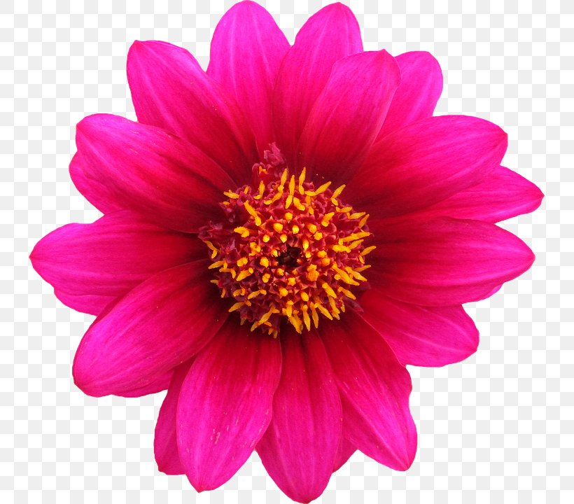 Pink Flowers Rose Stock.xchng, PNG, 737x720px, Flower, Annual Plant, Aster, Chrysanths, Common Daisy Download Free