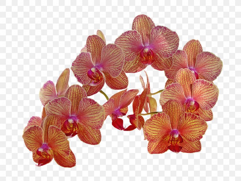 Flower Orchids Orange Bud, PNG, 1280x960px, Flower, Bud, Cattleya, Cattleya Orchids, Cut Flowers Download Free