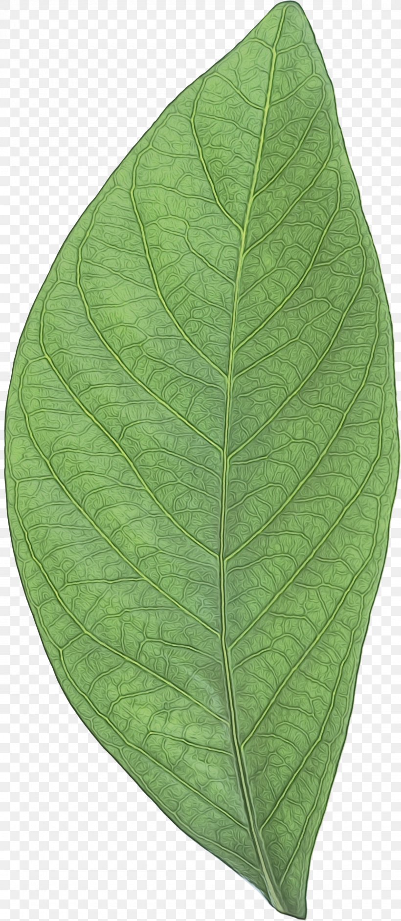 Leaf, PNG, 1180x2712px, Leaf, Anthurium, Flower, Flowering Plant, Green Download Free