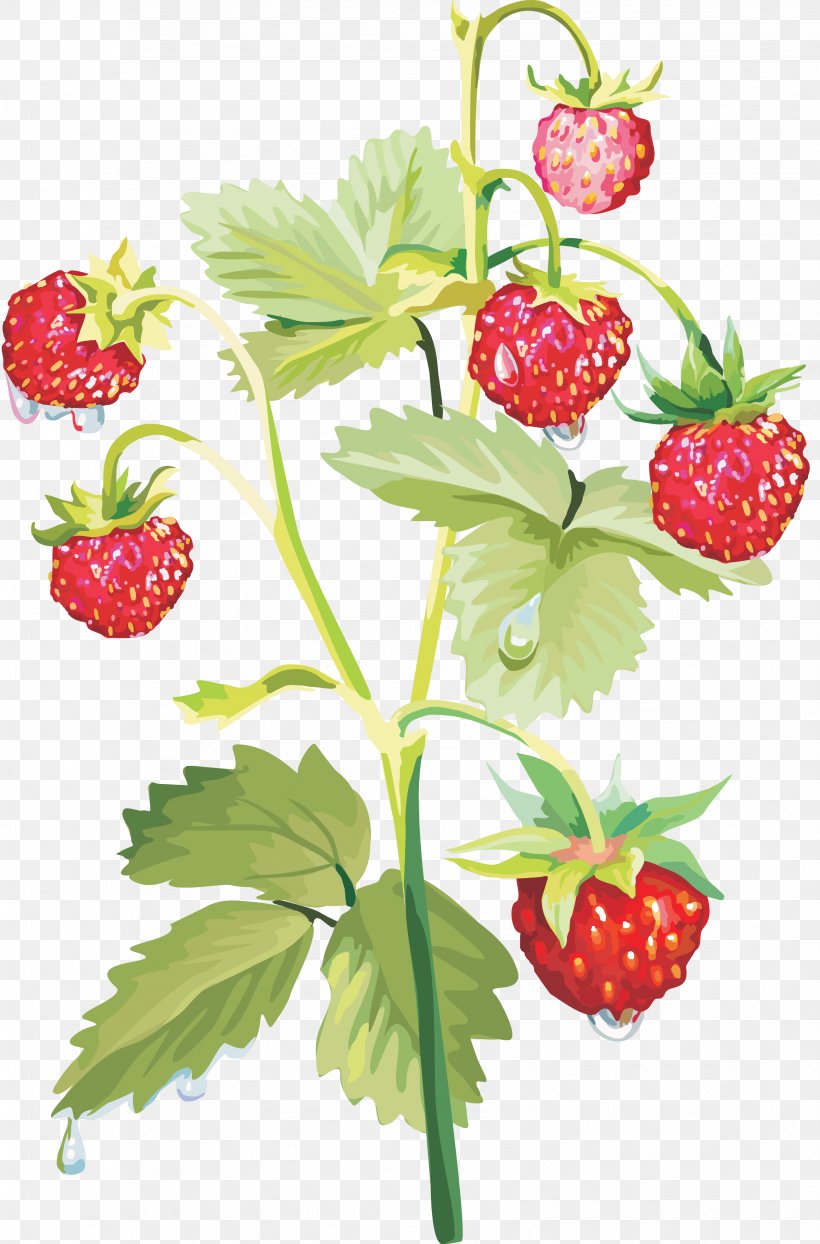 Musk Strawberry, PNG, 3358x5095px, Strawberry, Auglis, Berry, Blueberry, Food Download Free