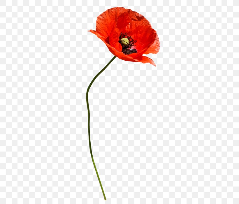 Poppy Red, PNG, 700x700px, Poppy, Common Poppy, Coquelicot, Cut Flowers, Flora Download Free