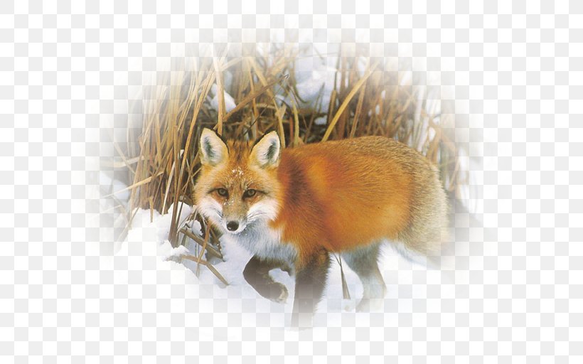 Red Fox Kit Fox Whiskers Fur Snout, PNG, 651x512px, Red Fox, Carnivoran, Dog Like Mammal, Fauna, Fox Download Free
