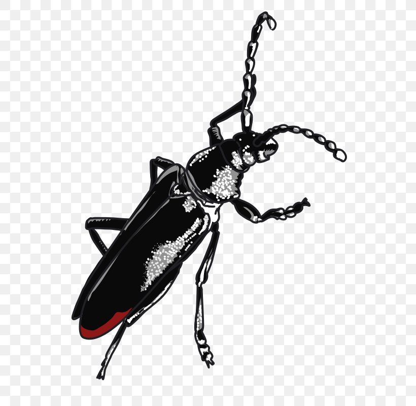 Beetle Cerambyx Cerdo Clip Art, PNG, 603x800px, Beetle, Animal, Arthropod, Black And White, Cerambyx Download Free