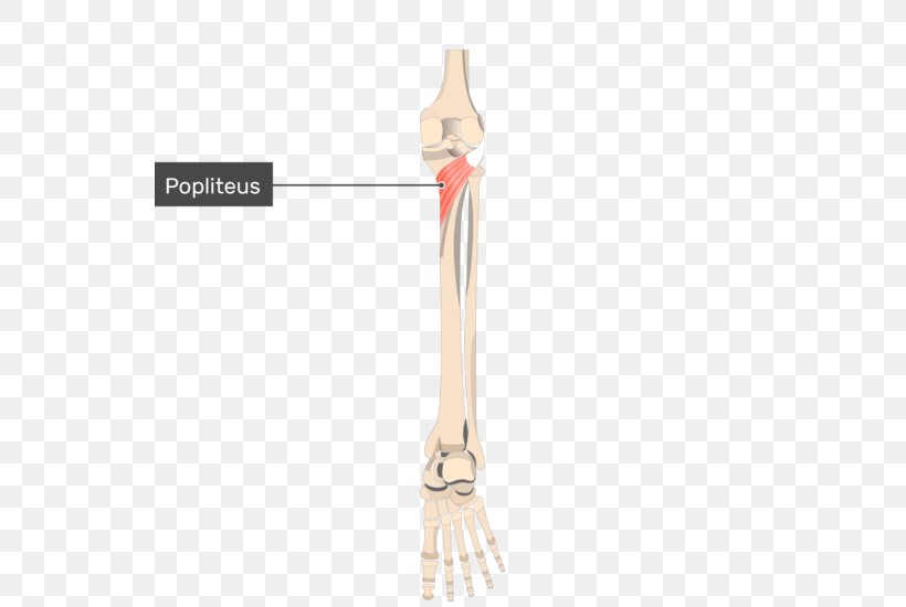 Popliteus Muscle Knee Origin And Insertion, PNG, 540x550px, Watercolor, Cartoon, Flower, Frame, Heart Download Free