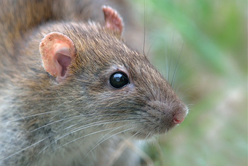 Rat Deer Prairie Dog Animal, PNG, 1244x830px, Rat, Animal, Animal Cognition, Deer, Degu Download Free