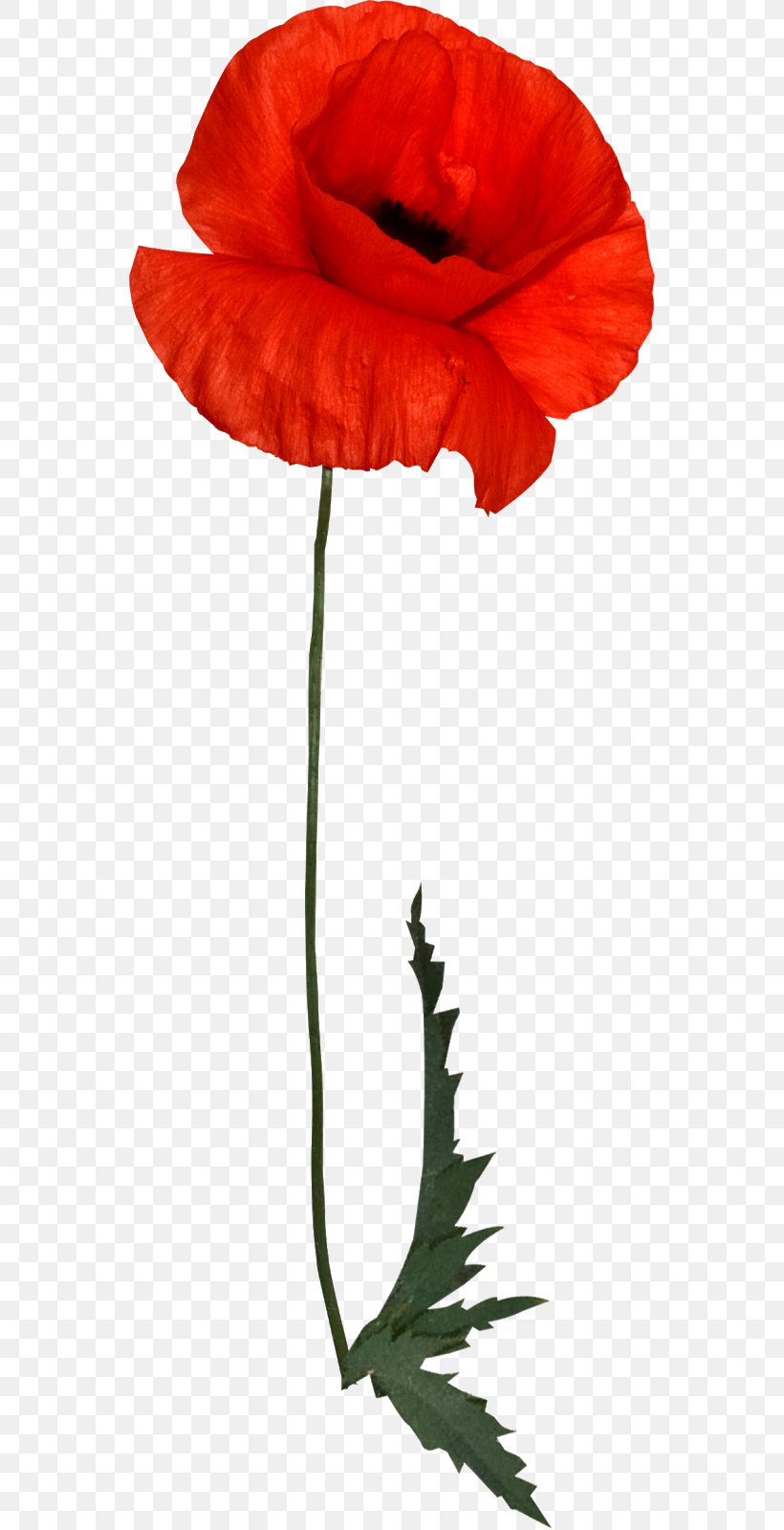 Common Poppy Image Clip Art, PNG, 550x1600px, Common Poppy, Anthurium, Botany, Coquelicot, Corn Poppy Download Free
