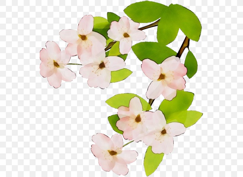Flower White Petal Pink Plant, PNG, 554x600px, Watercolor, Blossom, Branch, Cut Flowers, Flower Download Free