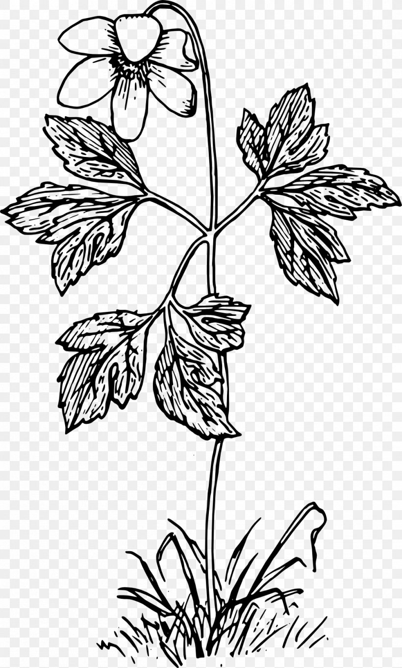 Wood Anemone Canada Anemone Flower Botany Plant, PNG, 999x1660px, Wood Anemone, Amaryllis, Anemone, Anemone Piperi, Art Download Free