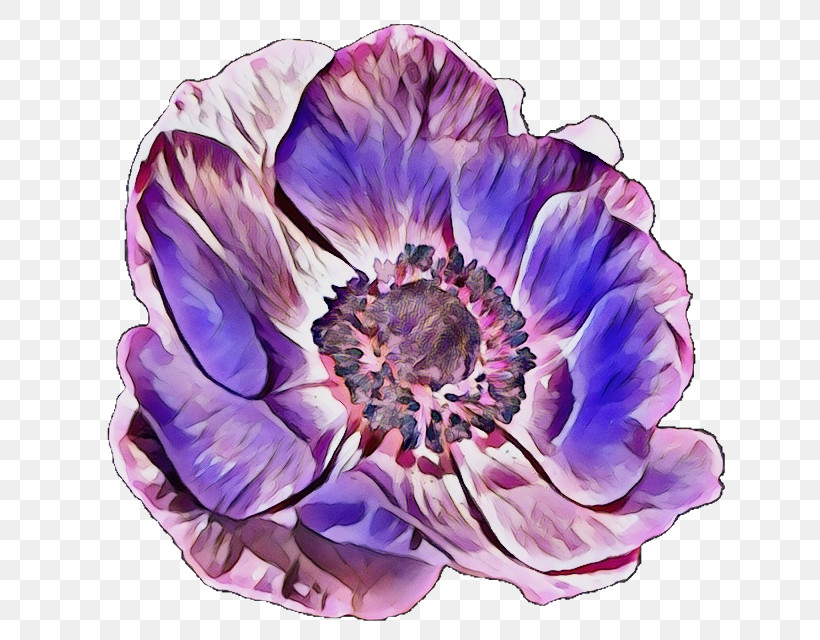 Lavender, PNG, 640x640px, Watercolor, Anemone, Biology, Cobalt, Cobalt Blue Download Free