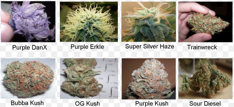 Medical Cannabis Strain White Widow Kush, PNG, 1575x720px, Cannabis, Blue Dream, Cannabis Ruderalis, Cannabis Sativa, Hash Oil Download Free