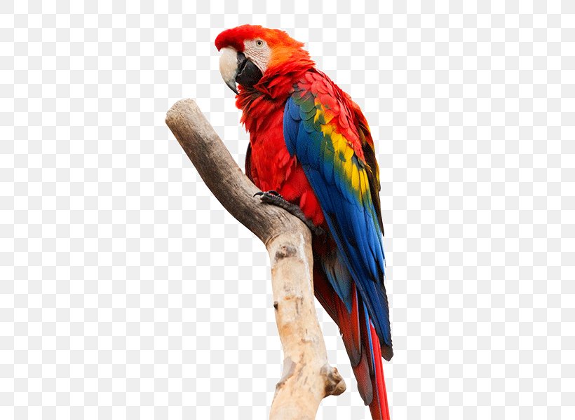 Clip Art Macaws Pixel, PNG, 600x600px, Macaws, Beak, Bird, Common Pet Parakeet, Feather Download Free