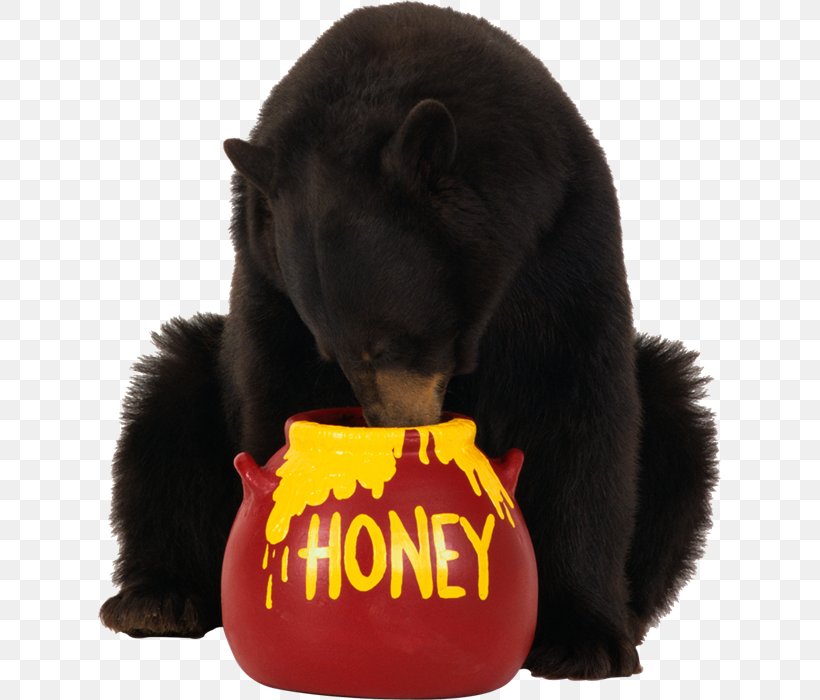 American Black Bear Brown Bear, PNG, 623x700px, Bear, American Black Bear, Brown Bear, Carnivoran, Fur Download Free