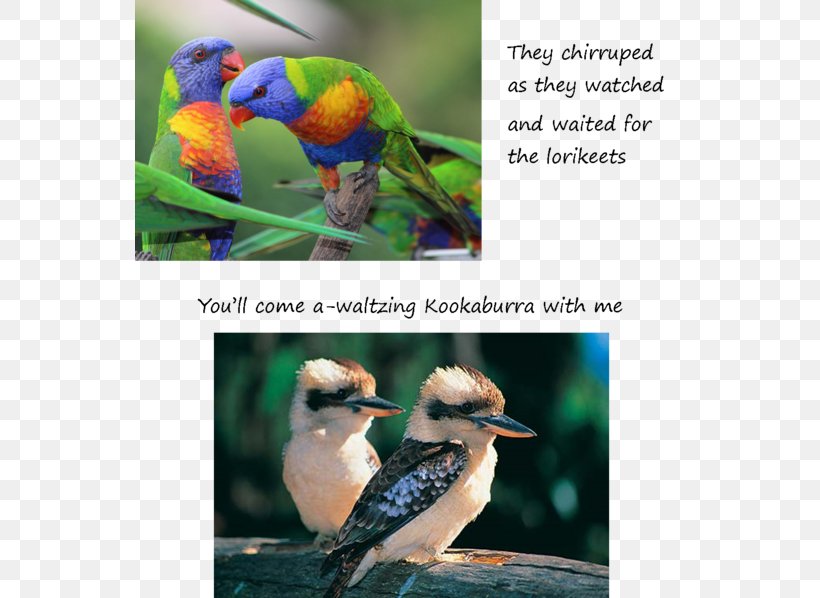 Bird Laughing Kookaburra Australia Blue-winged Kookaburra Rainbow Lorikeet, PNG, 550x598px, Bird, Advertising, Australia, Beak, Bird Food Download Free