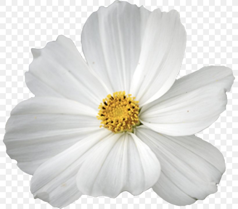 Garden Cosmos Flower Clip Art, PNG, 800x718px, Garden Cosmos, Black And White, Color, Cosmos, Cut Flowers Download Free