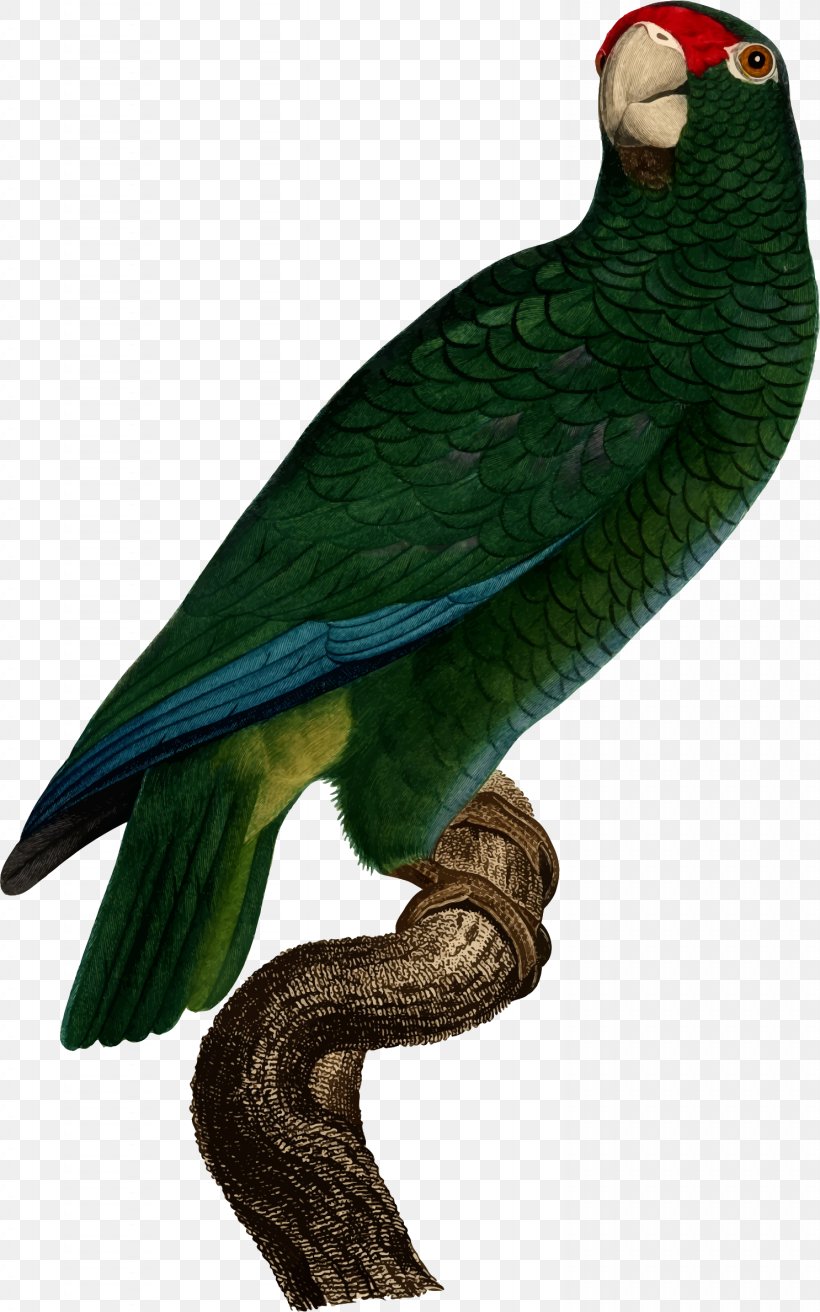 Parrots Bird Puerto Rican Amazon Superb Parrot, PNG, 1486x2378px, Parrot, Amazon Parrot, Artist, Beak, Bird Download Free