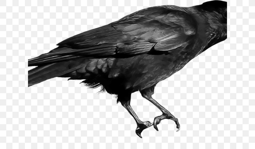 Clip Art Crow Transparency Image, PNG, 640x480px, Crow, American Crow, Beak, Bird, Black And White Download Free