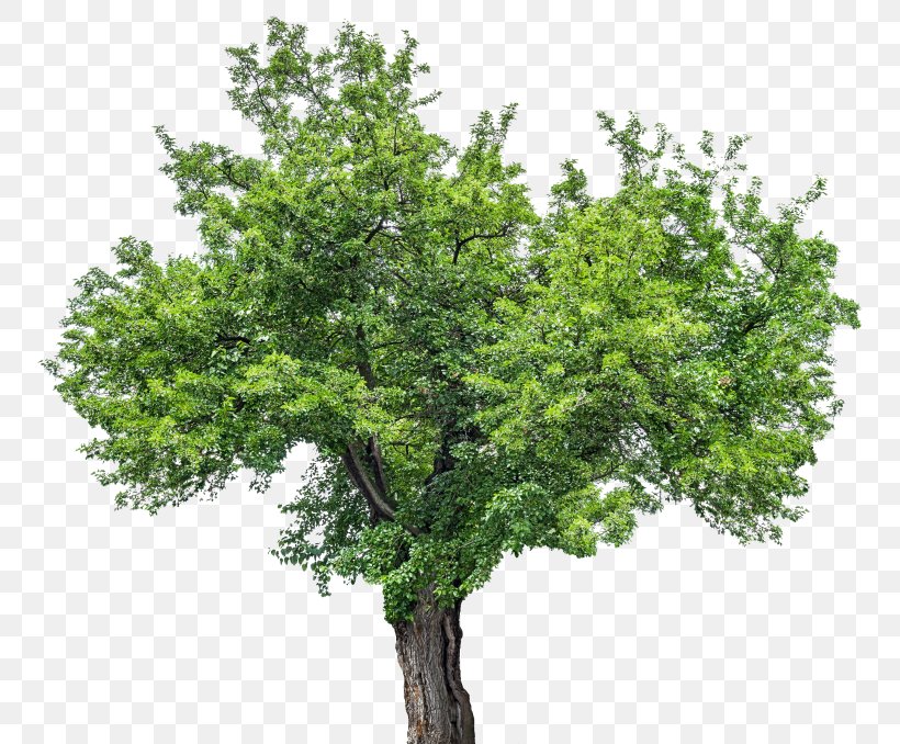 Tree Stock Photography Royalty-free Red Mulberry, PNG, 768x678px, Tree, Branch, Deciduous, Evergreen, Maple Download Free