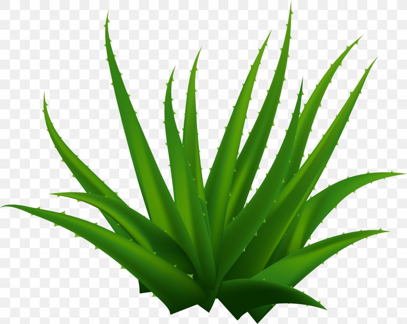Aloe Vera, PNG, 3049x2429px, Aloe Vera, Agave, Aloe, Flowerpot, Grass Download Free