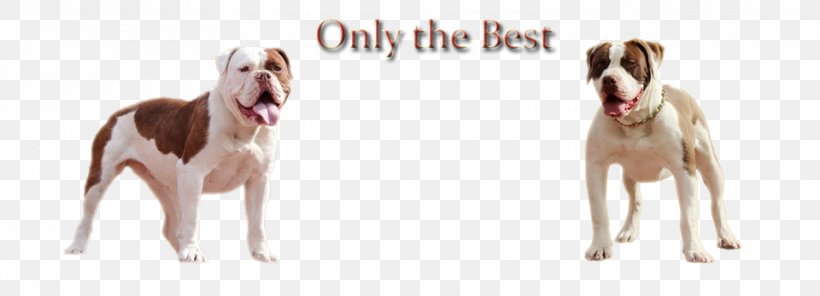 Dog Breed Snout Ear, PNG, 960x347px, Dog Breed, Breed, Carnivoran, Dog, Dog Like Mammal Download Free