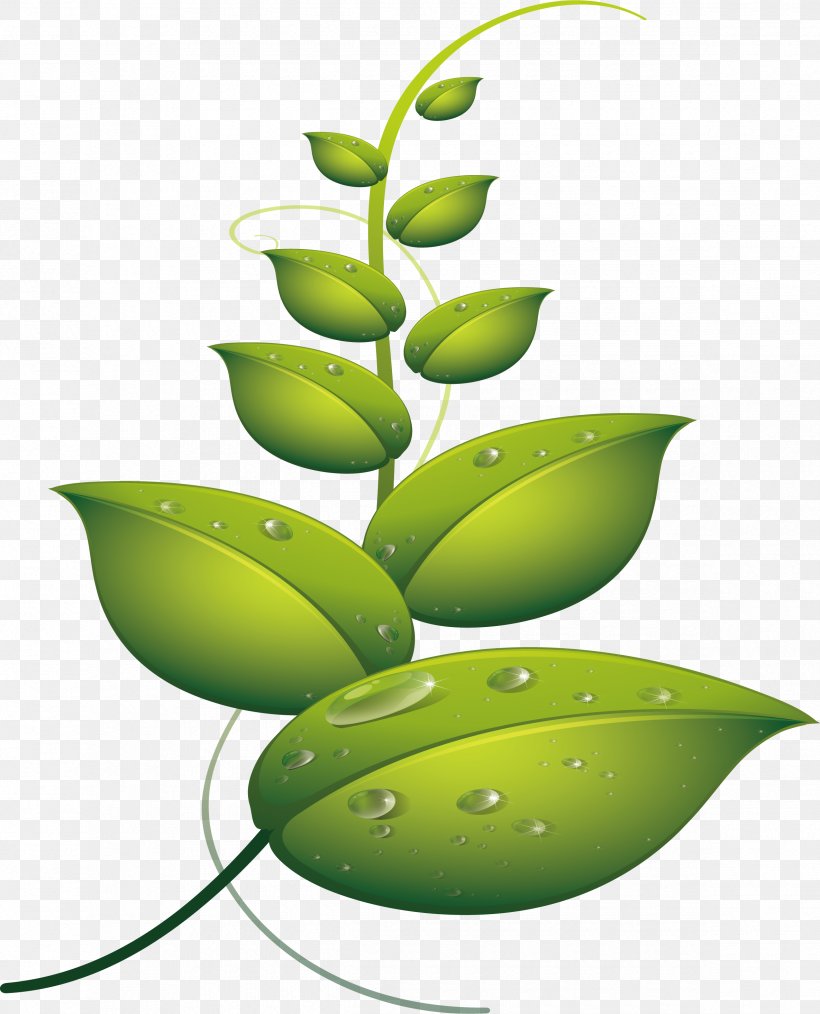 Leaf Drop Water Euclidean Vector, PNG, 2370x2932px, Leaf, Fruit, Green, Plant Stem, Produce Download Free