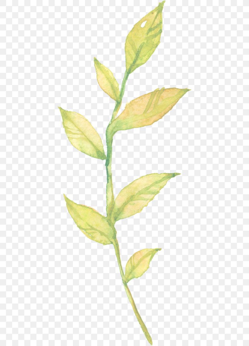 Leaf Plant Stem Grasses, PNG, 443x1140px, Leaf, Grass Family, Grasses, Plant, Plant Stem Download Free