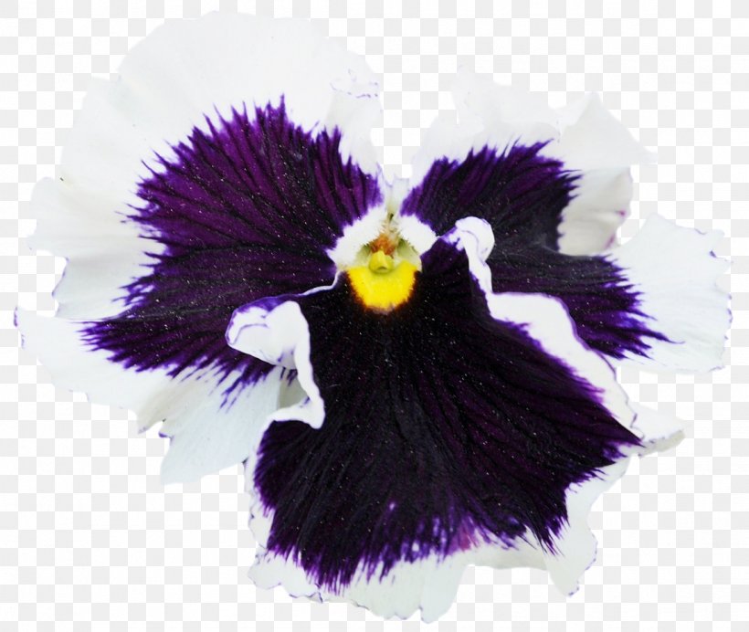 Pansy Violet Petal, PNG, 1149x971px, Pansy, Flower, Flowering Plant, Iris, Iris Family Download Free