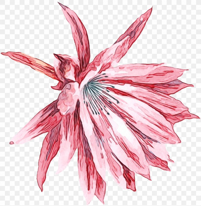 Pink Flower Plant Petal Leaf, PNG, 1024x1052px, Watercolor, Flower, Leaf, Paint, Perennial Plant Download Free