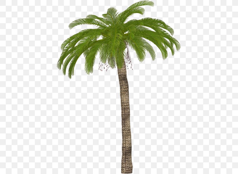 Asian Palmyra Palm Clip Art Adobe Photoshop Palm Trees, PNG, 429x600px, Asian Palmyra Palm, Arecales, Borassus Flabellifer, Coconut, Date Palm Download Free
