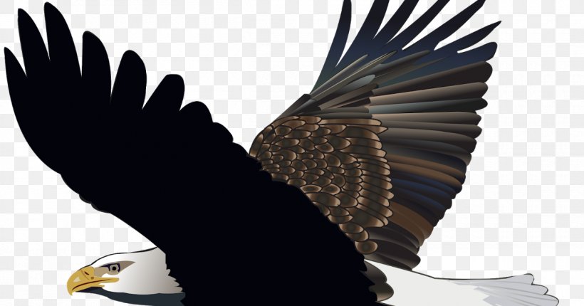 Bald Eagle Bird Image, PNG, 1200x630px, Bald Eagle, Accipitridae, Accipitriformes, Beak, Bird Download Free