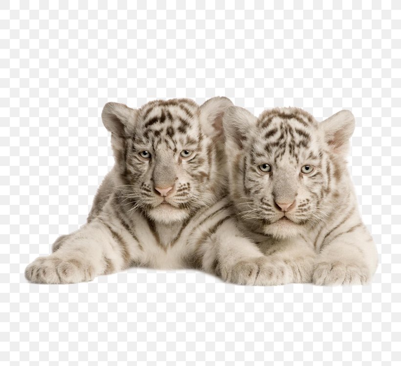 Bengal Tiger White Tiger Felidae Cat Wallpaper, PNG, 750x750px, Bengal Tiger, Animal, Big Cat, Big Cats, Carnivoran Download Free