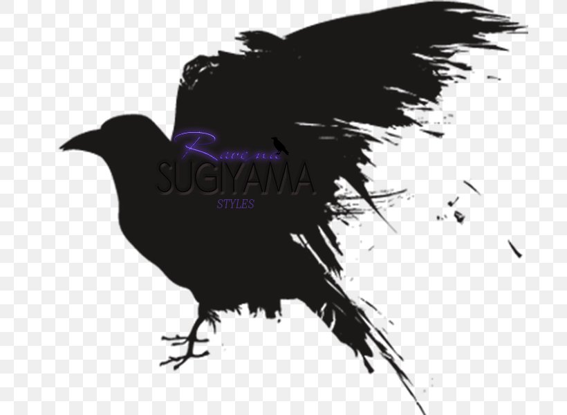 Bird Raven Raven Crow Beak, PNG, 800x600px, Bird, American Crow, Beak, Crow, Crowlike Bird Download Free