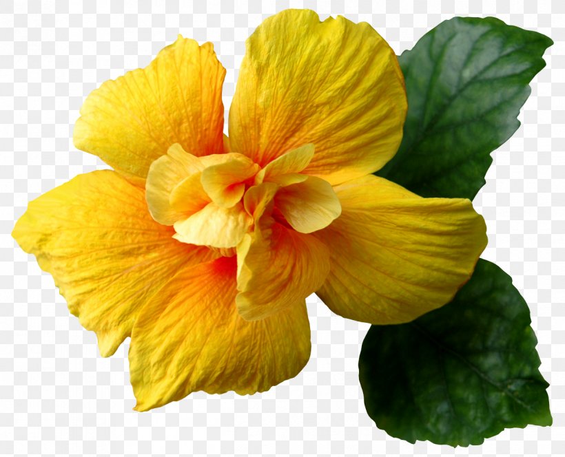 Flower Flowering Plant Petal Yellow Hawaiian Hibiscus, PNG, 1248x1011px, Flower, Chinese Hibiscus, Flowering Plant, Hawaiian Hibiscus, Hibiscus Download Free