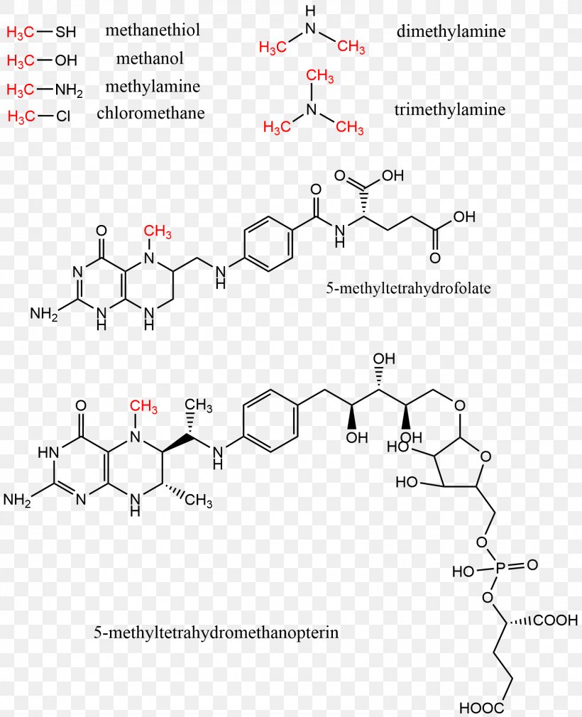 Methyl Group Methyltransferase S-Adenosyl Methionine Levomefolic Acid, PNG, 1598x1969px, Methyl Group, Area, Chloromethane, Cofactor, Cytosine Download Free