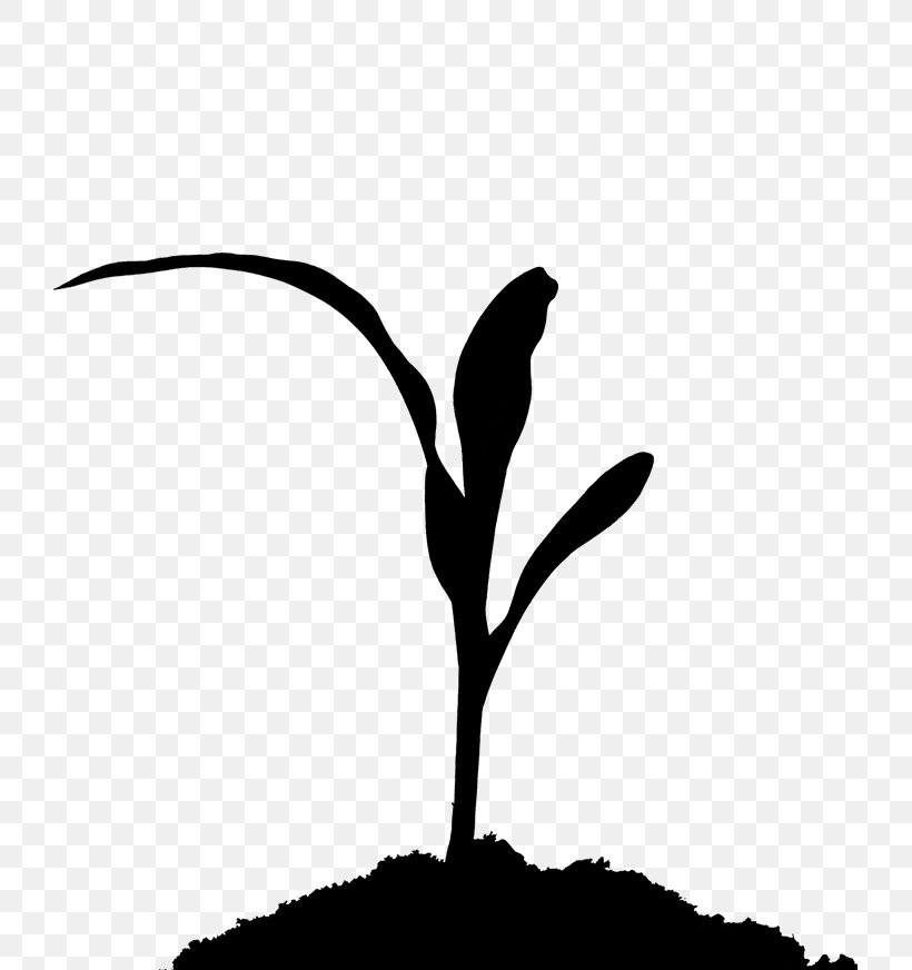 Twig Plant Stem Leaf Flower Clip Art, PNG, 723x872px, Twig, Black M, Blackandwhite, Botany, Branch Download Free