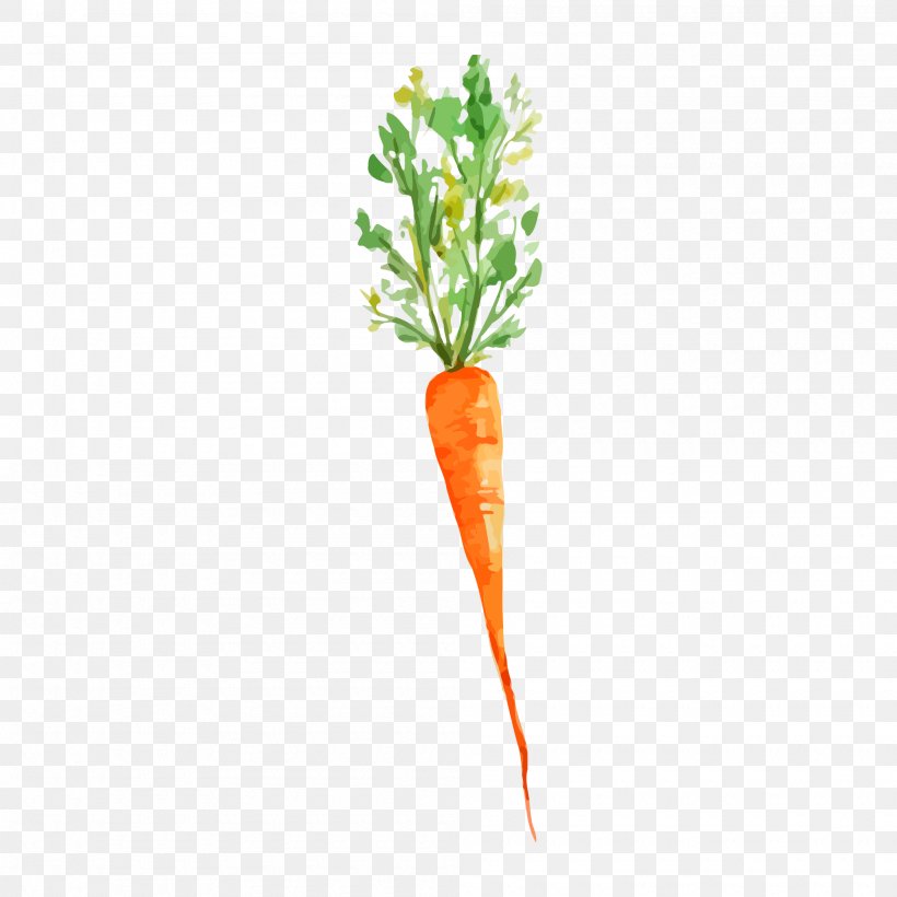 Vegetable Watercolor Painting Carrot Drawing, PNG, 2000x2000px, Vegetable, Beetroot, Branch, Carrot, Drawing Download Free