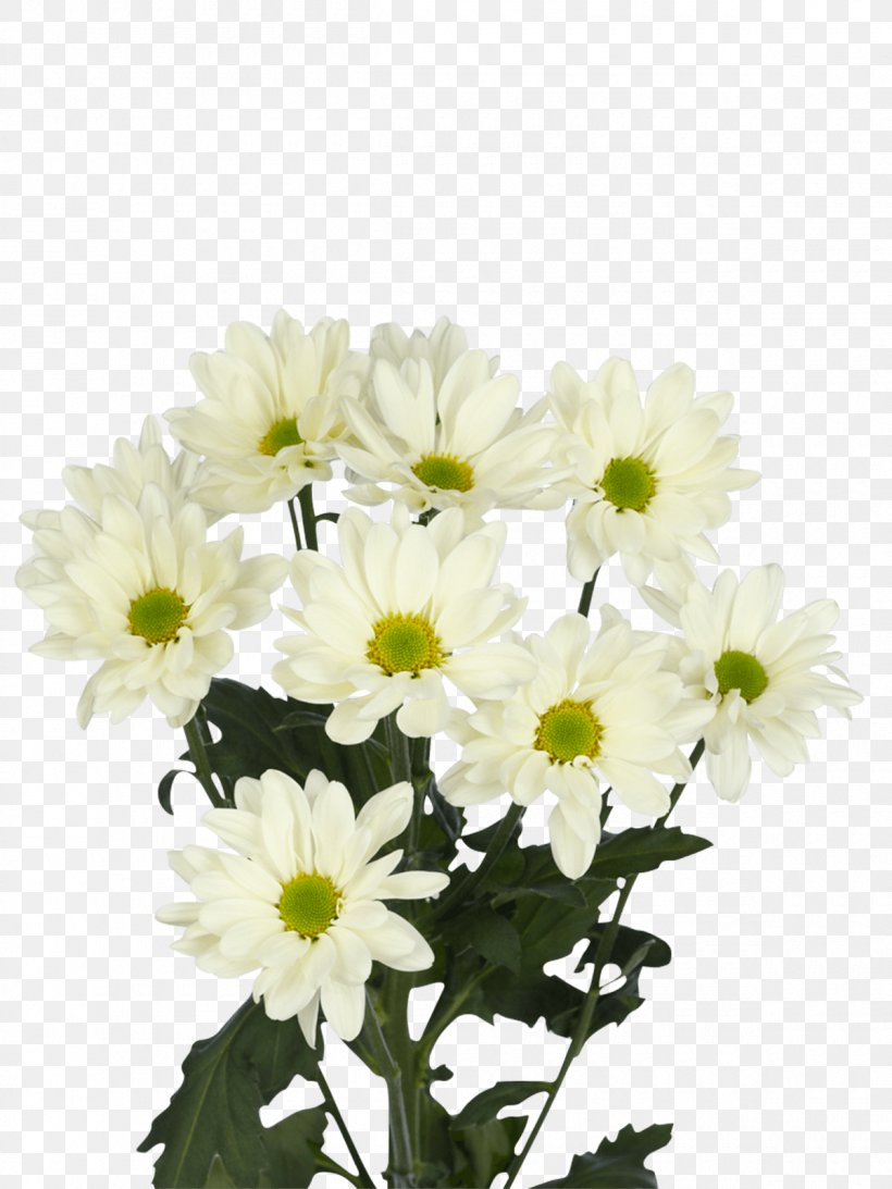 Chrysanthemum Prosecco Oxeye Daisy Transvaal Daisy Flower, PNG, 1200x1600px, Chrysanthemum, Annual Plant, Argyranthemum Frutescens, Artificial Flower, Aster Download Free