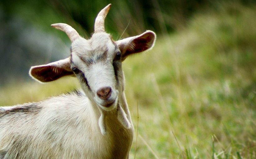 Goat wallpapers HD  Download Free backgrounds