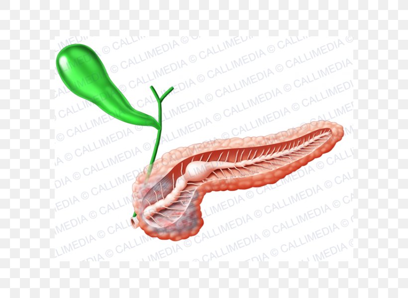 Pancreas Gallbladder Endocrine System Human Anatomy, PNG, 600x600px, Watercolor, Cartoon, Flower, Frame, Heart Download Free