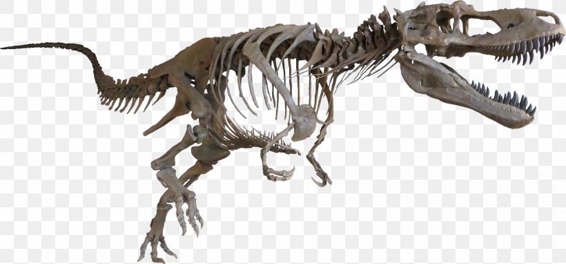 Tyrannosaurus Daspletosaurus Late Cretaceous Albertosaurus Dinosaur, PNG, 1900x886px, Tyrannosaurus, Albertosaurus, Animal Figure, Campanian, Carnivoran Download Free
