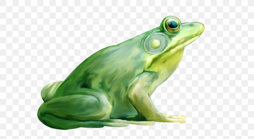 American Bullfrog True Frog Lithobates Clamitans, PNG, 600x450px, Frog, American Bullfrog, Amphibian, Animal, Bullfrog Download Free
