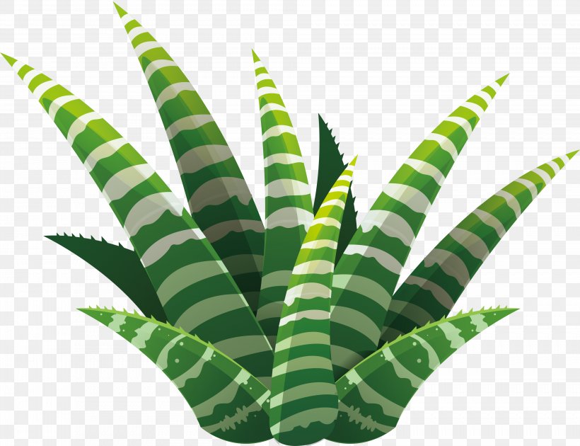 Leaf Succulent Plant Euclidean Vector Illustration, PNG, 3977x3056px, Leaf, Aloe, Cactaceae, Grass, Organism Download Free