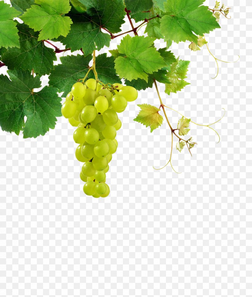Sauvignon Blanc White Wine Pinot Blanc Chenin Blanc Riesling, PNG, 848x1000px, Common Grape Vine, Food, Fotosearch, Fruit, Grape Download Free